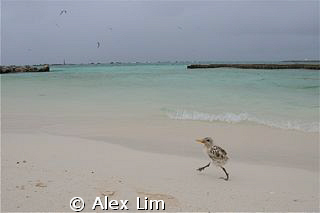Lil birdy going for walkies after a rainstorm at bird isl... by Alex Lim 